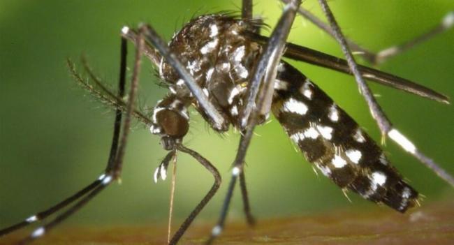 Two dengue related deaths during past 24 hours